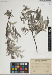 Foto von Salix lapponum L.